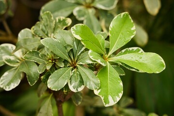 Tropical greenhouse. The resin seedling plant. Close-up
