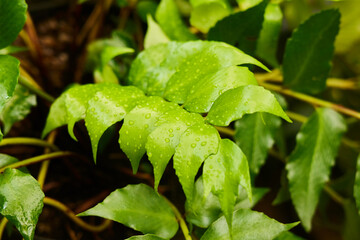 Tropical greenhouse. The Cyrtomium falcatum plant. Close-up