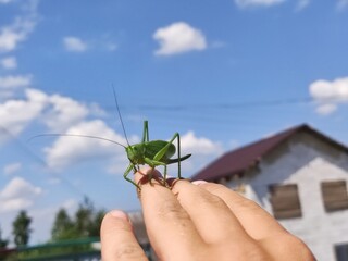 Green Grasshopper Sits on Human Fingers Against Blue Sky with Clouds. Macro Shot of Insect in Natural Environment. Summer Day with Rural Landscape in Background.