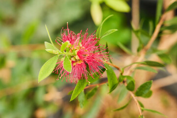 Tropical greenhouse. The Callistemon plant. Close-up