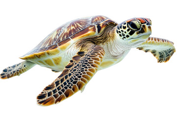 Fototapeta premium Sea Turtle Swimming Freely In Ocean, Marine Life And Underwater Wildlife