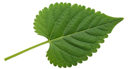 Isolated Green Leaf