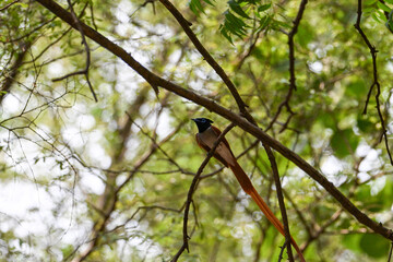 Indian Paradise Flycatcher in Forest sitting on a tree