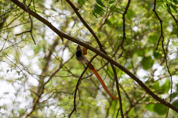 Indian Paradise Flycatcher in Forest sitting on a tree