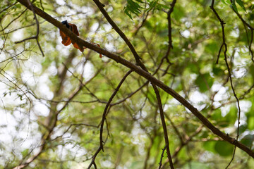 Indian Paradise Flycatcher in Forest sitting on a tree