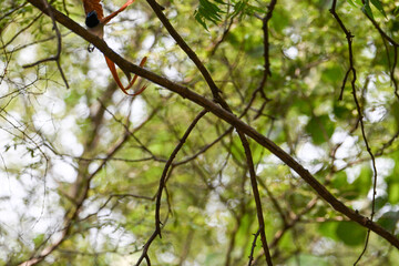 Indian Paradise Flycatcher in Forest sitting on a tree