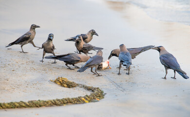 Obraz premium Black raven or crow bird is eating a dead cat on the beach, carcass feeding, animal behavior