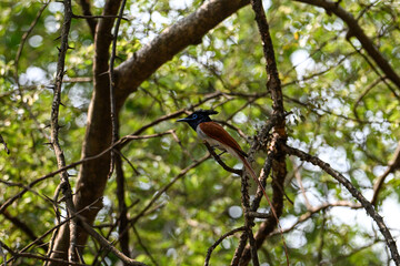 Indian Paradise Flycatcher in Forest sitting on a tree