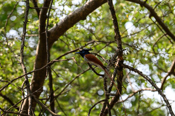 Indian Paradise Flycatcher in Forest sitting on a tree
