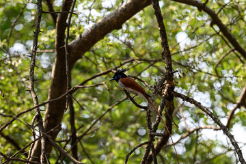 Indian Paradise Flycatcher in Forest sitting on a tree