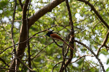 Indian Paradise Flycatcher in Forest sitting on a tree