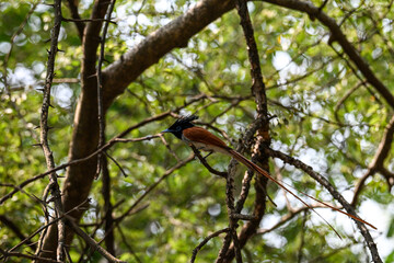 Indian Paradise Flycatcher in Forest sitting on a tree