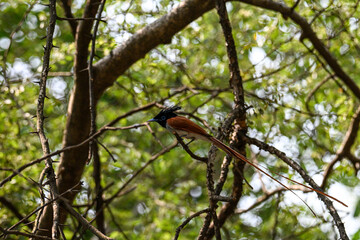 Indian Paradise Flycatcher in Forest sitting on a tree