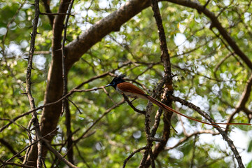 Indian Paradise Flycatcher in Forest
