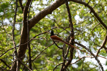 Indian Paradise Flycatcher in Forest