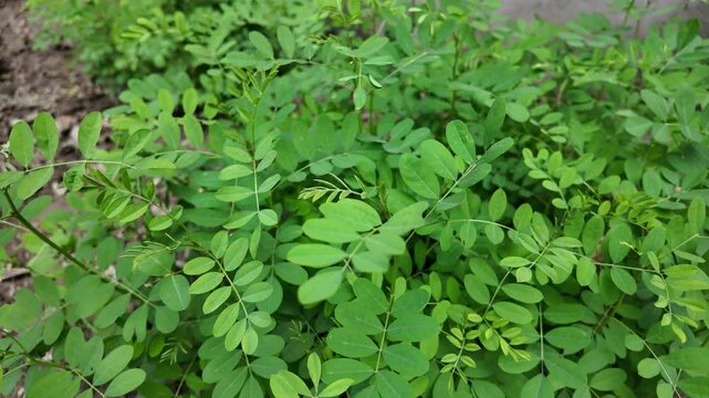 Indigo tree in Living Blue company, Rangpur Division, Goalpara, Bangladesh