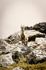 Chamois sur un rocher