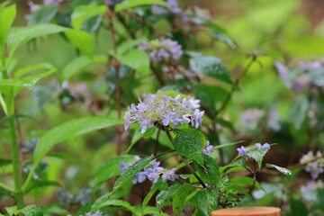 Hydrangeas that get wet in the rain and become vivid