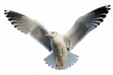 Fototapeta premium Majestic seagull with expanded wings in flight against a clean and bright white background