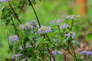 Hydrangeas that get wet in the rain and become vivid