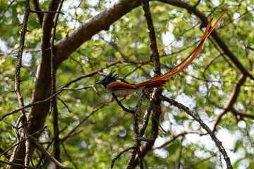Indian Paradise Flycatcher in Forest