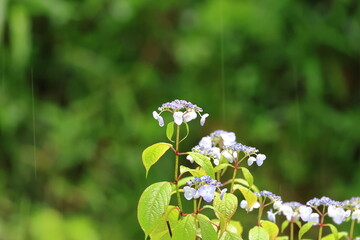 Hydrangeas that get wet in the rain and become vivid