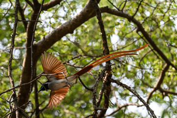 Indian Paradise Flycatcher in Forest