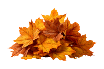 Pile of Beautifully Colored Autumn Leaves on transparent background, Representing Fall Season