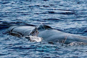 fin whale in mediterranean detail of blowhole