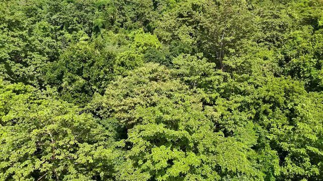 Lush green forest canopy covering vast landscape