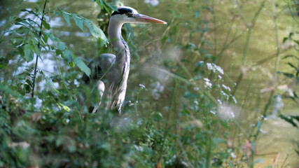 Close-up of a Grey Heron in summer nature, standing by the riverbank

A stunning close-up shot of a majestic grey heron (Ardea cinerea) captured in its natural summer habitat. The heron stands gracefu