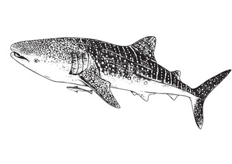 Fototapeta premium Whale Shark, engraving intricate line art vector illustration, isolated on background