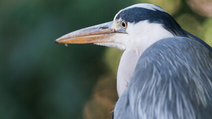 A beautiful close-up of a grey heron (Ardea cinerea) captured in its natural summer environment. Showcasing its elegant feathers and striking gaze, this image highlights the beauty of wildlife in the 