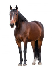 Majestic brown horse with a white stripe stands tall and proud against a pristine white background, showcasing its beauty and powerful physique in detail.
