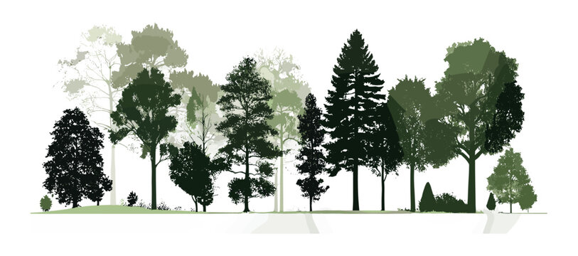 Evergreen trees side view for seamless border, forest silhouette design, green shadow vector illustration, pine tree layout, landscape architecture, tree cutout style.