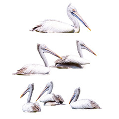 Set of pelicans isolated on white background.