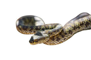 Reticulated snake isolated on white background