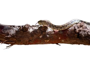 snake on a branch isolated on a white background