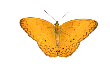 yellow Butterfly isolated on white background.