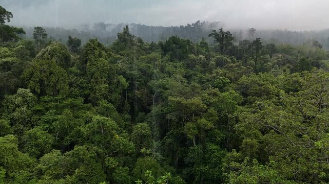 Tropical rainforest canopy under gentle rain