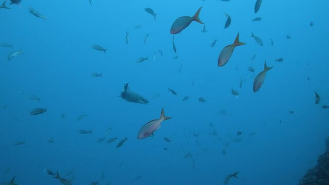 Shoal of fish and a whitetip reef shark swimming near reef wall