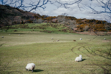 Grazing Sheep in Scottish Countryside Pasture