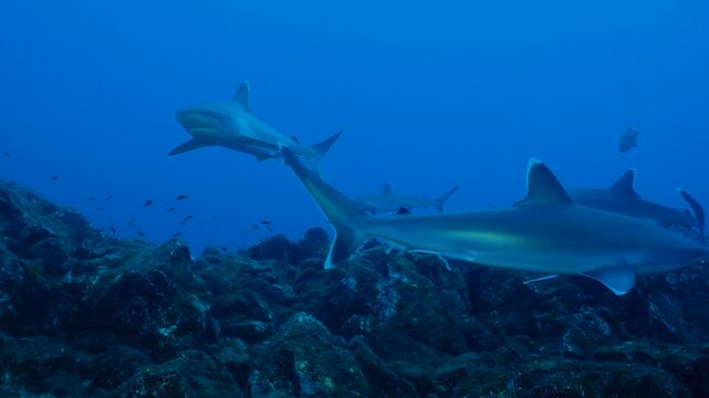 Silvertip sharks swimming over volcanic reef