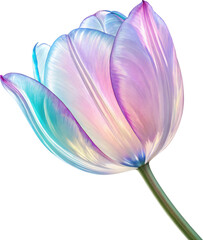 Fototapeta premium Light Blue Pink Purple Gradient Translucent Holographic 3D Tulip