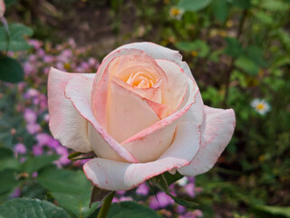 Elegant Pink and White Rose Blooming in a Summer Garden