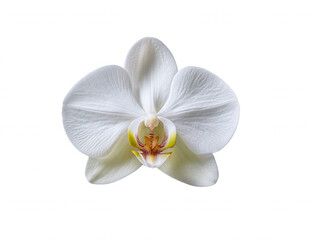 An elegant white orchid flower blooms gracefully, its delicate petals displaying intricate textures against a clean, minimalist background for a serene aesthetic.