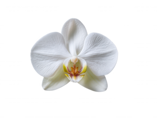 An elegant white orchid flower blooms gracefully, its delicate petals displaying intricate textures against a clean, minimalist background for a serene aesthetic.