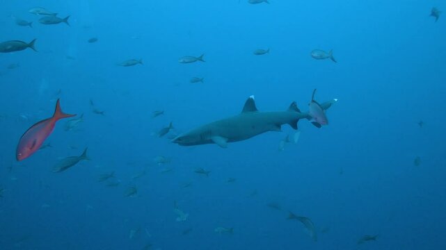 Oceanic whitetip shark swimming in blue water