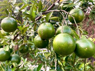 green tangerine fruit on the tree