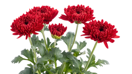 Red chrysanthemum flower Transparent background, PNG